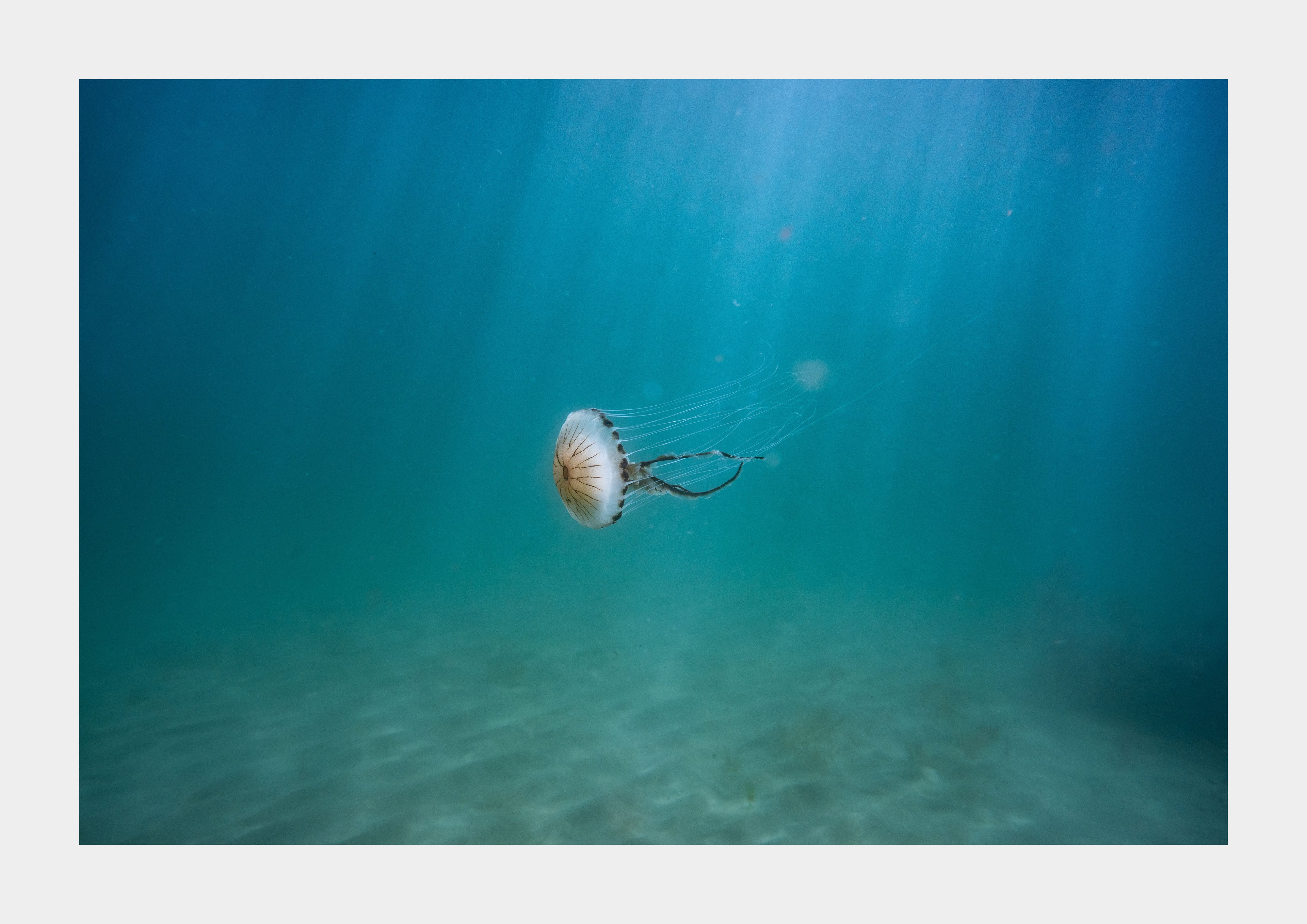 Compass Jellyfish (Chrysaora hysoscella)