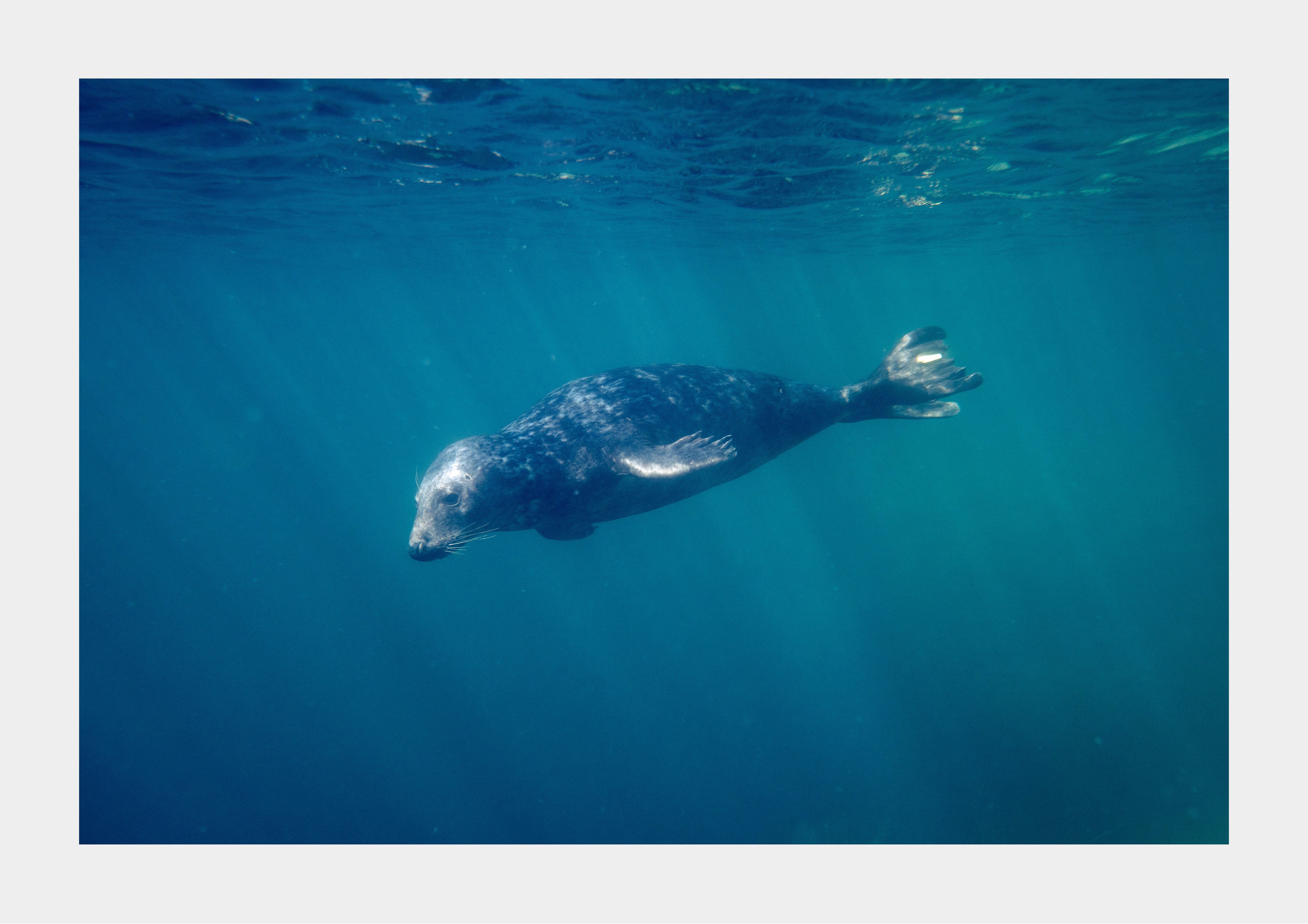 Grey Seal (Halichoerus grypus), Cornwall
