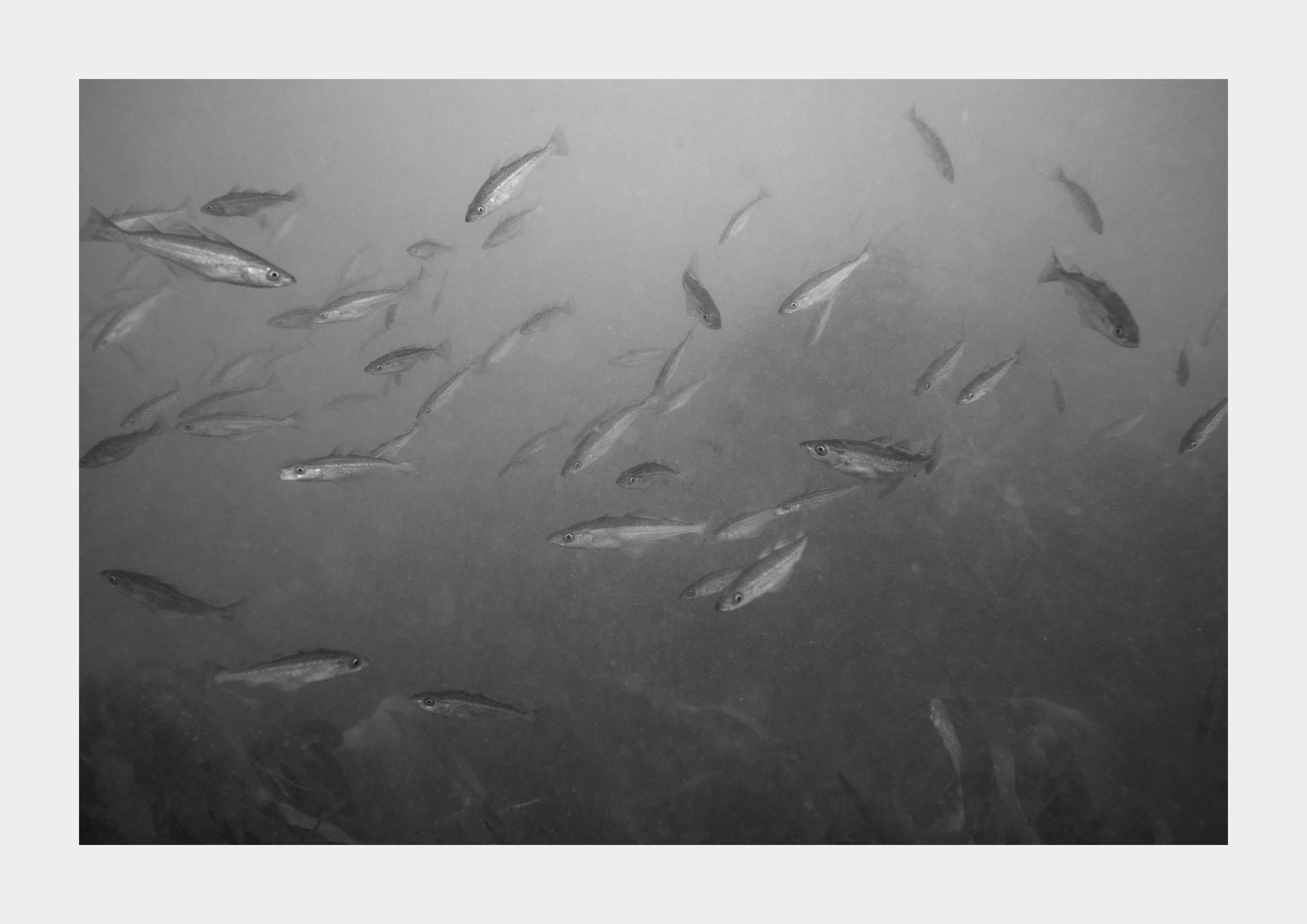 Shoal of Baby Pollock (Pollachius pollachius), Cornwall