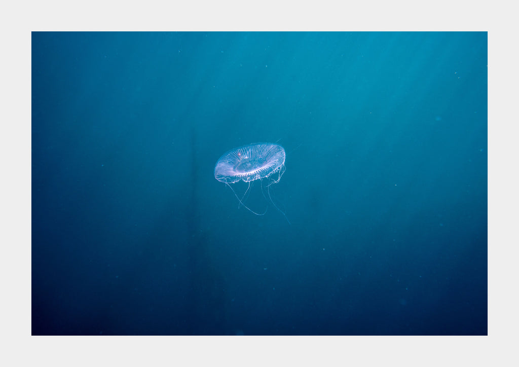 Crystal Jellyfish (Aequorea victoria)