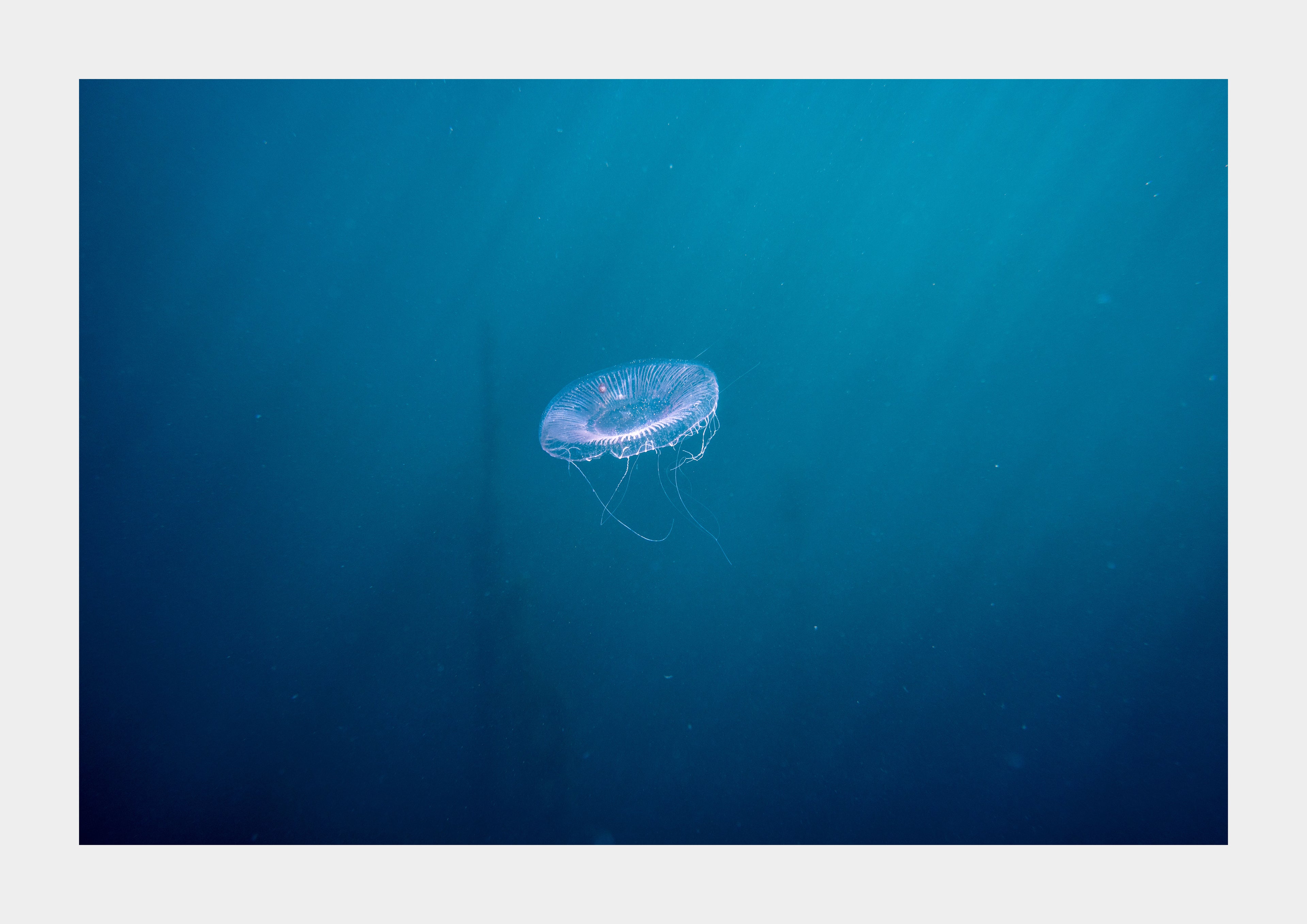Crystal Jellyfish (Aequorea victoria)