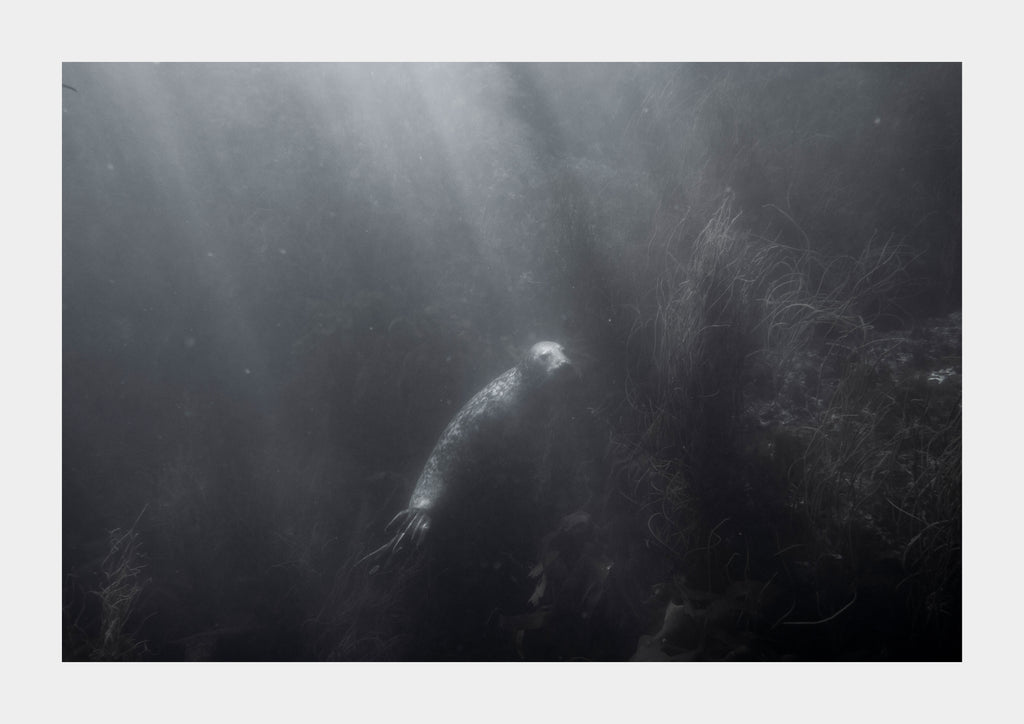 Lonely Grey Seal (Halichoerus grypus), Cornwall