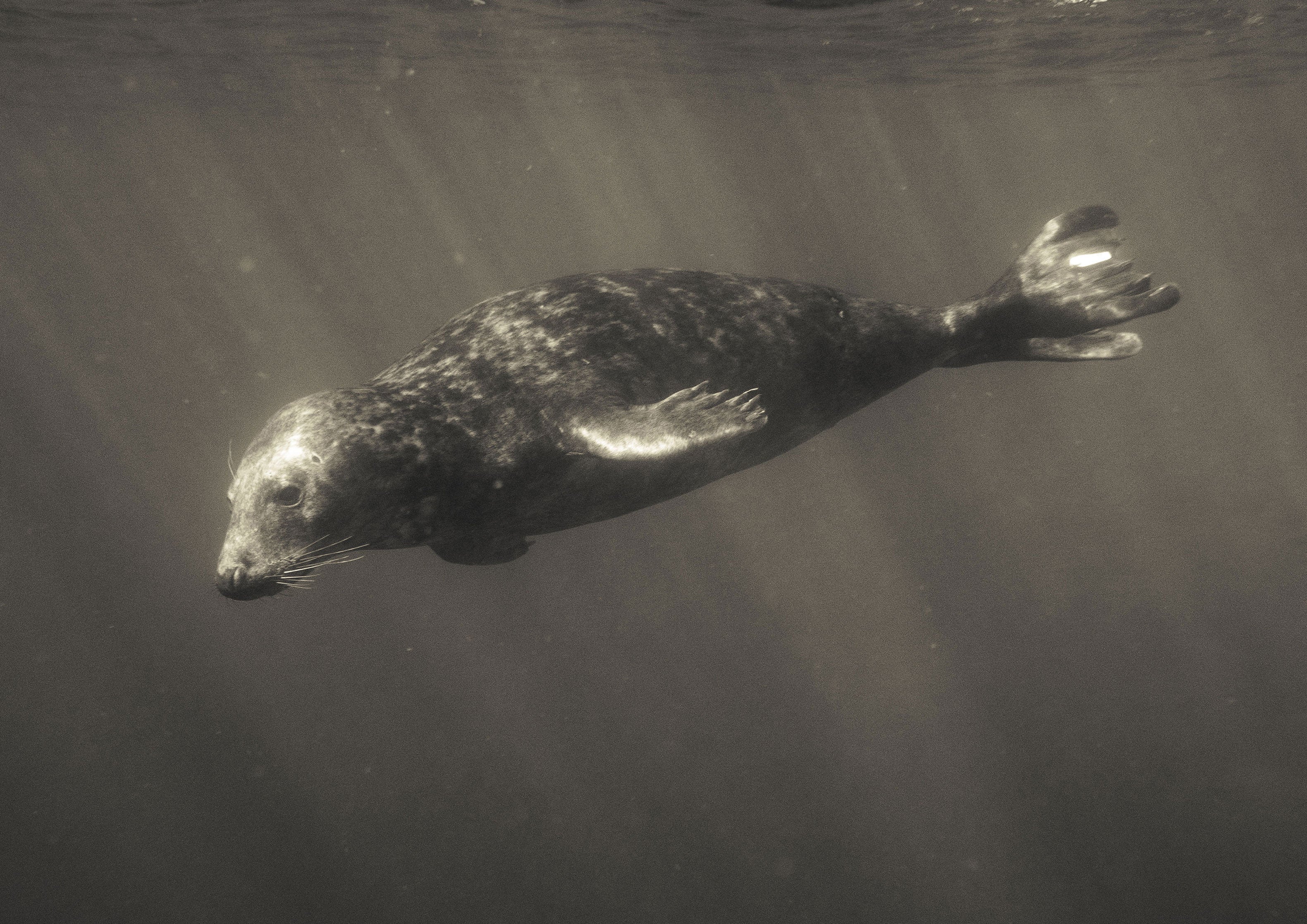 Grey Seal (Halichoerus grypus), Cornwall