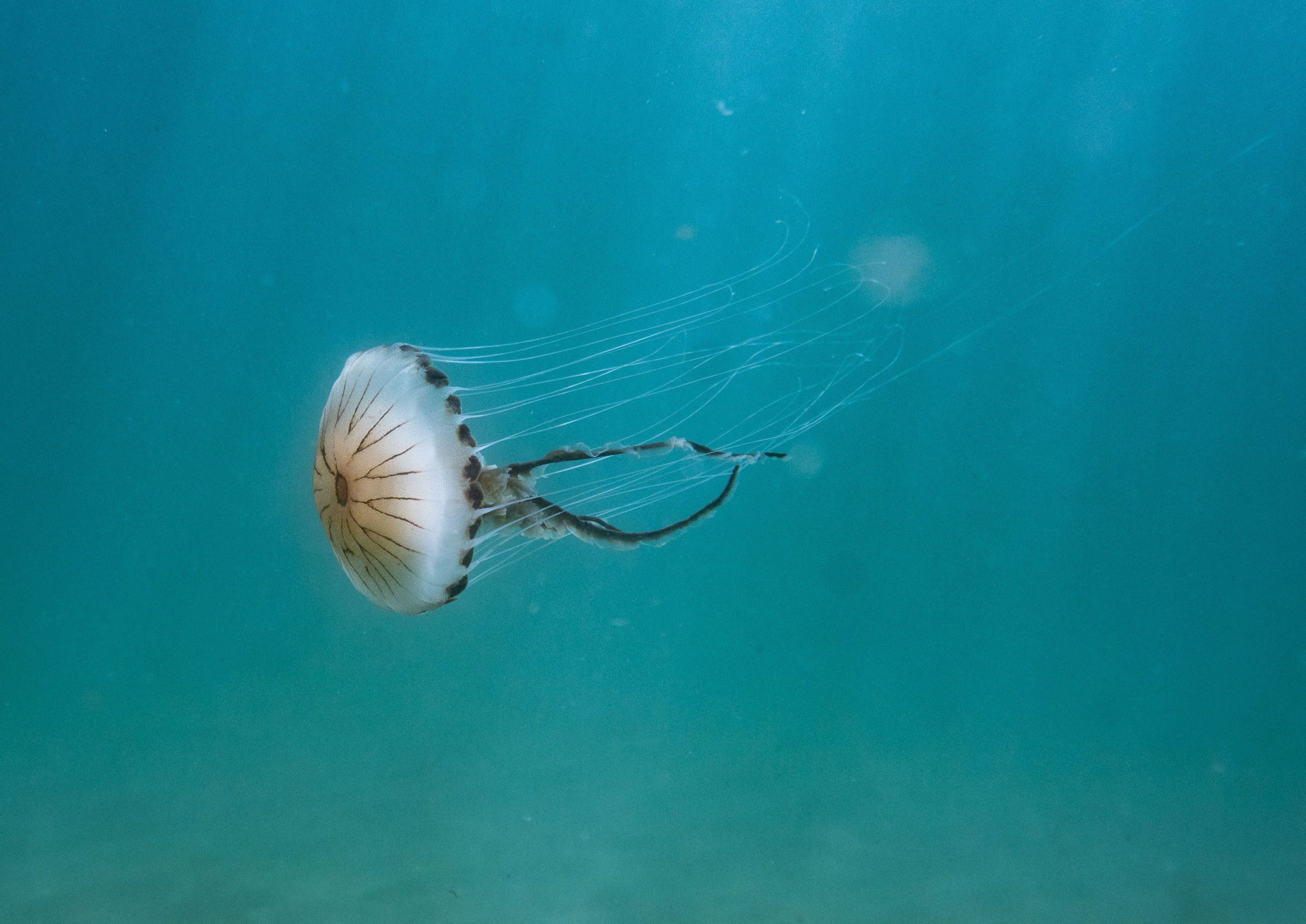 Compass Jellyfish (Chrysaora hysoscella)