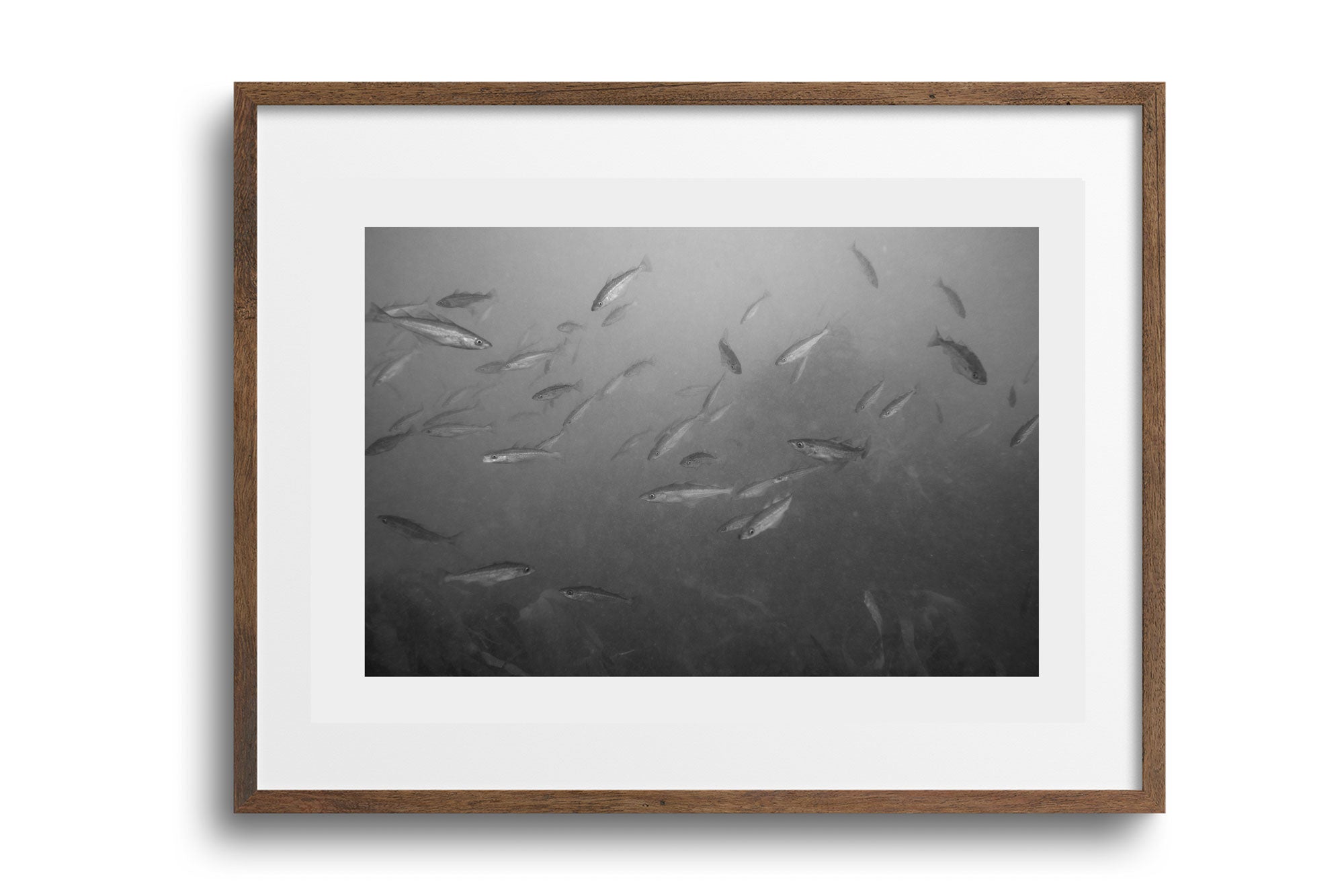 Shoal of Baby Pollock (Pollachius pollachius), Cornwall