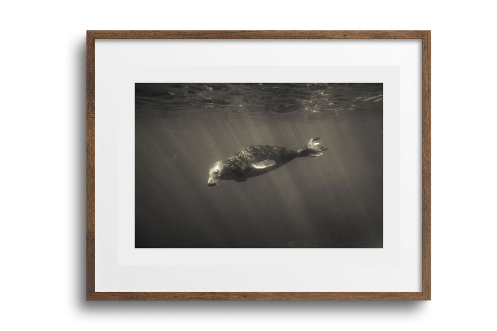 Grey Seal (Halichoerus grypus), Cornwall