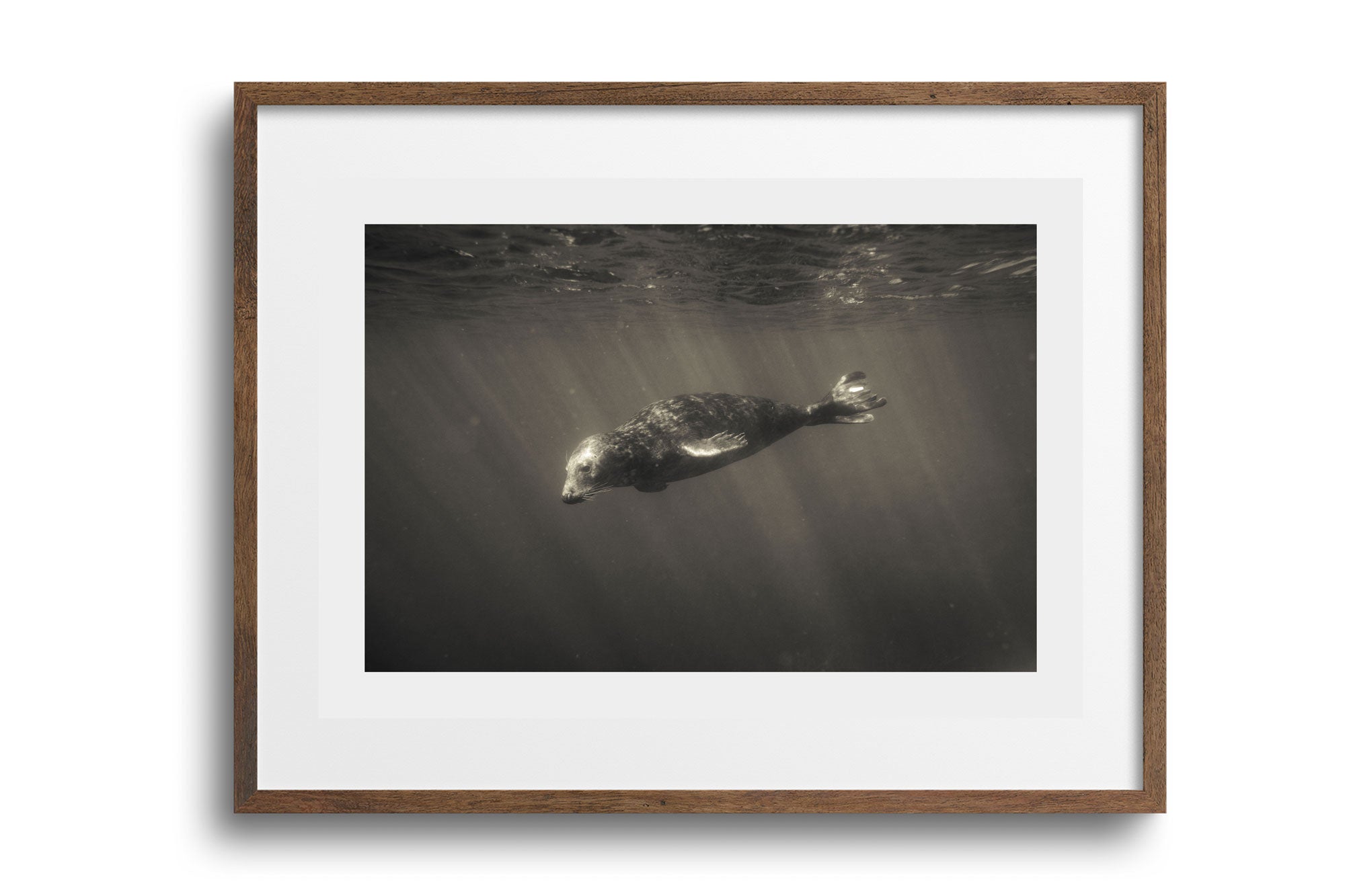 Grey Seal (Halichoerus grypus), Cornwall