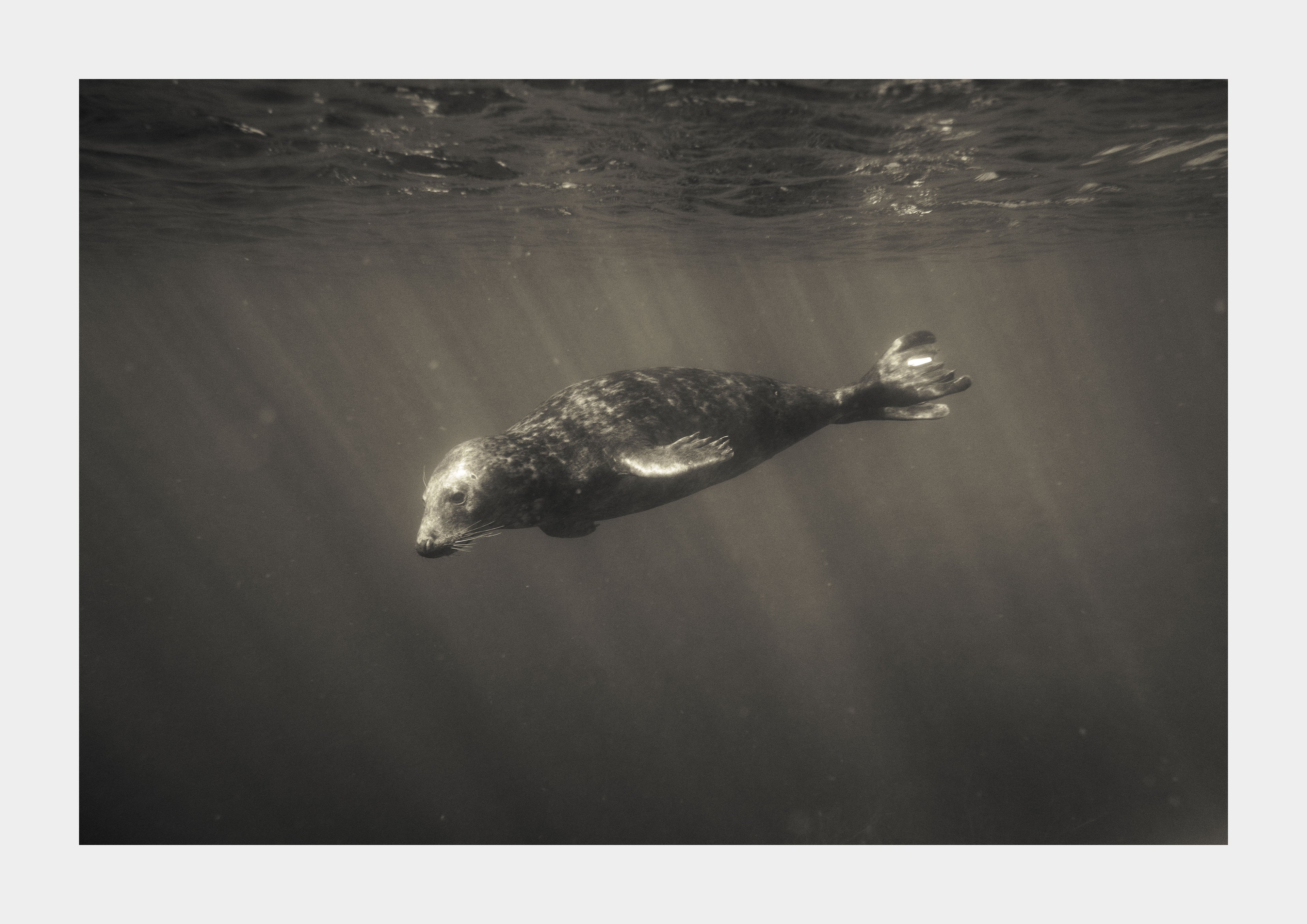 Grey Seal (Halichoerus grypus), Cornwall