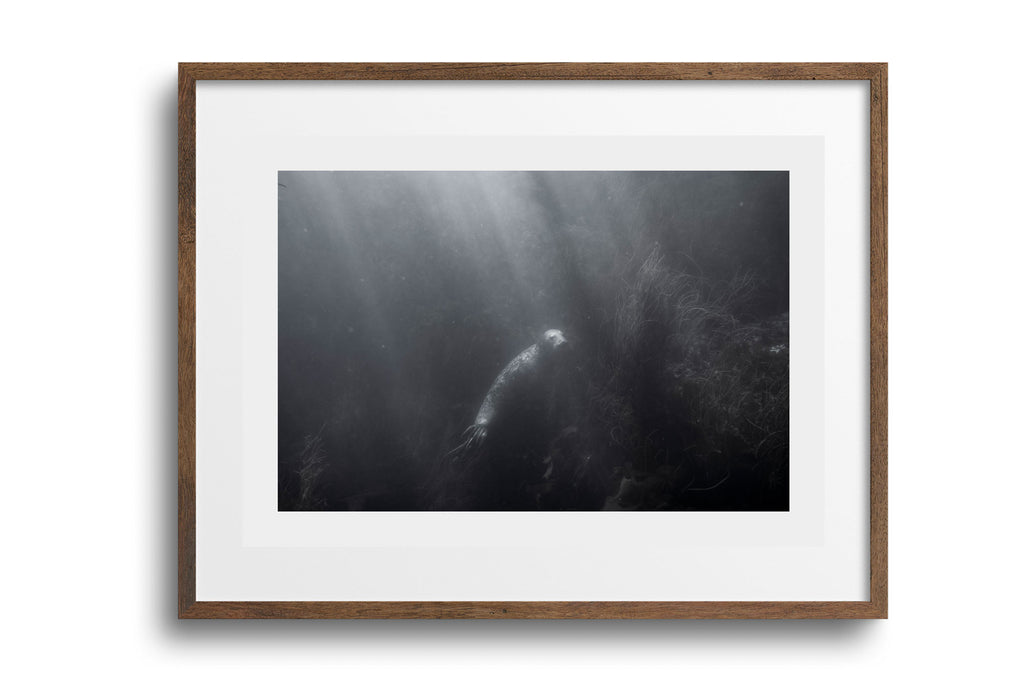 Lonely Grey Seal (Halichoerus grypus), Cornwall