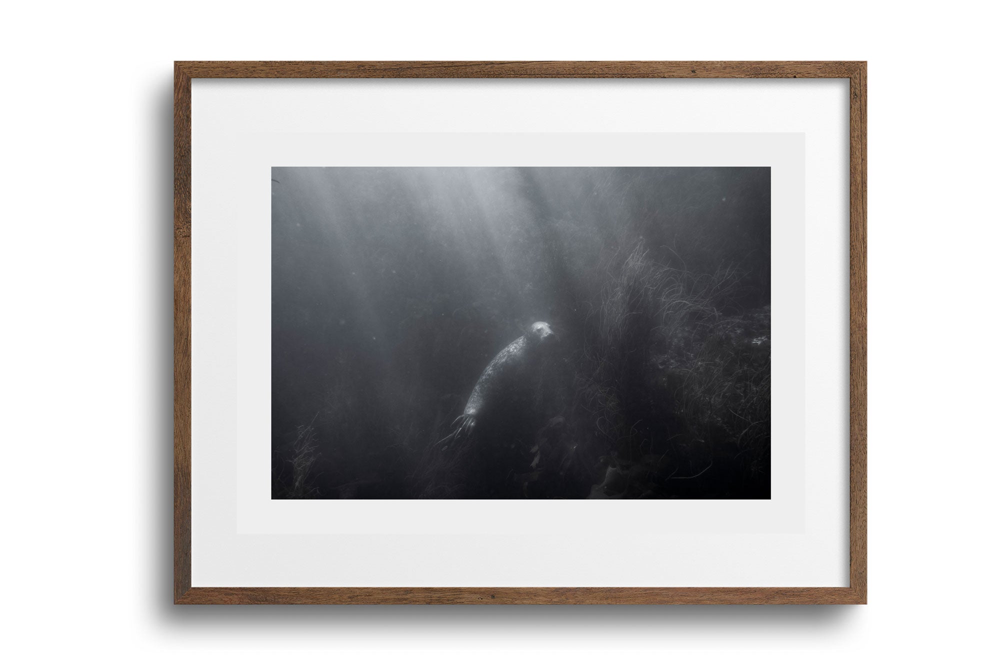 Lonely Grey Seal (Halichoerus grypus), Cornwall