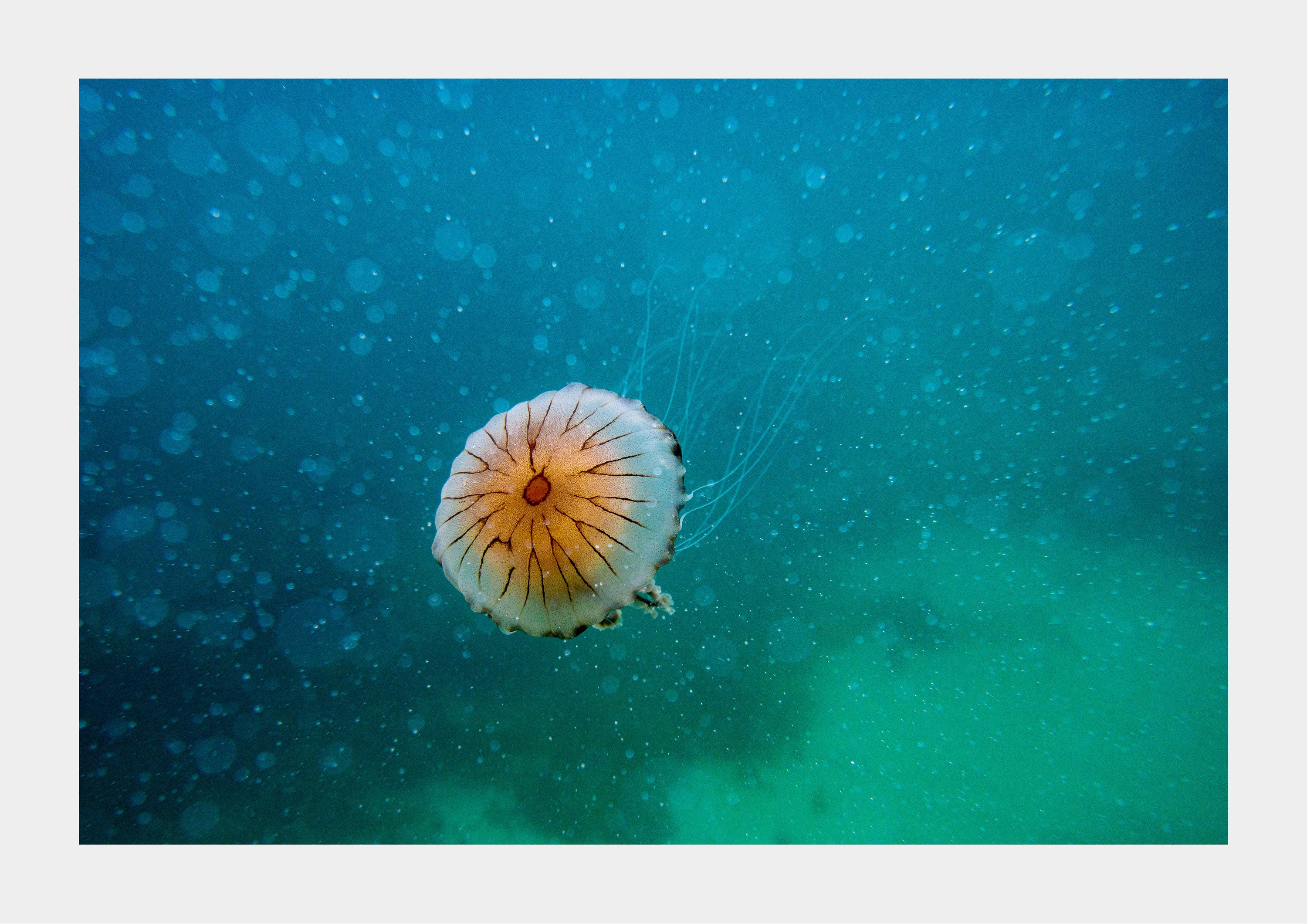 Compass Jellyfish (Chrysaora hysoscella) Close up