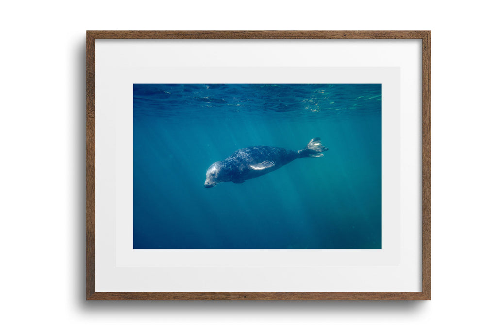 Grey Seal (Halichoerus grypus), Cornwall