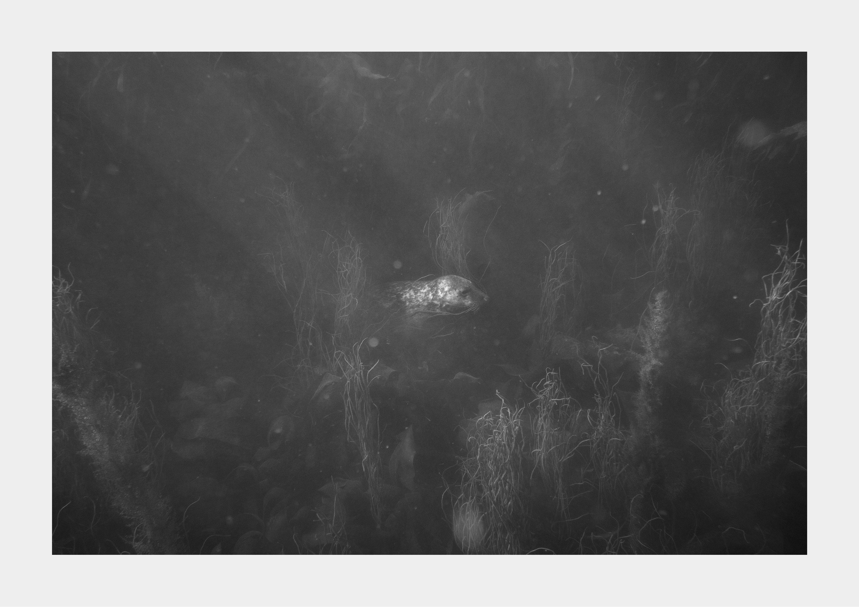 Grey Seal (Halichoerus grypus), Cornwall 3