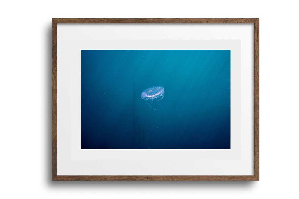 Crystal Jellyfish (Aequorea victoria)
