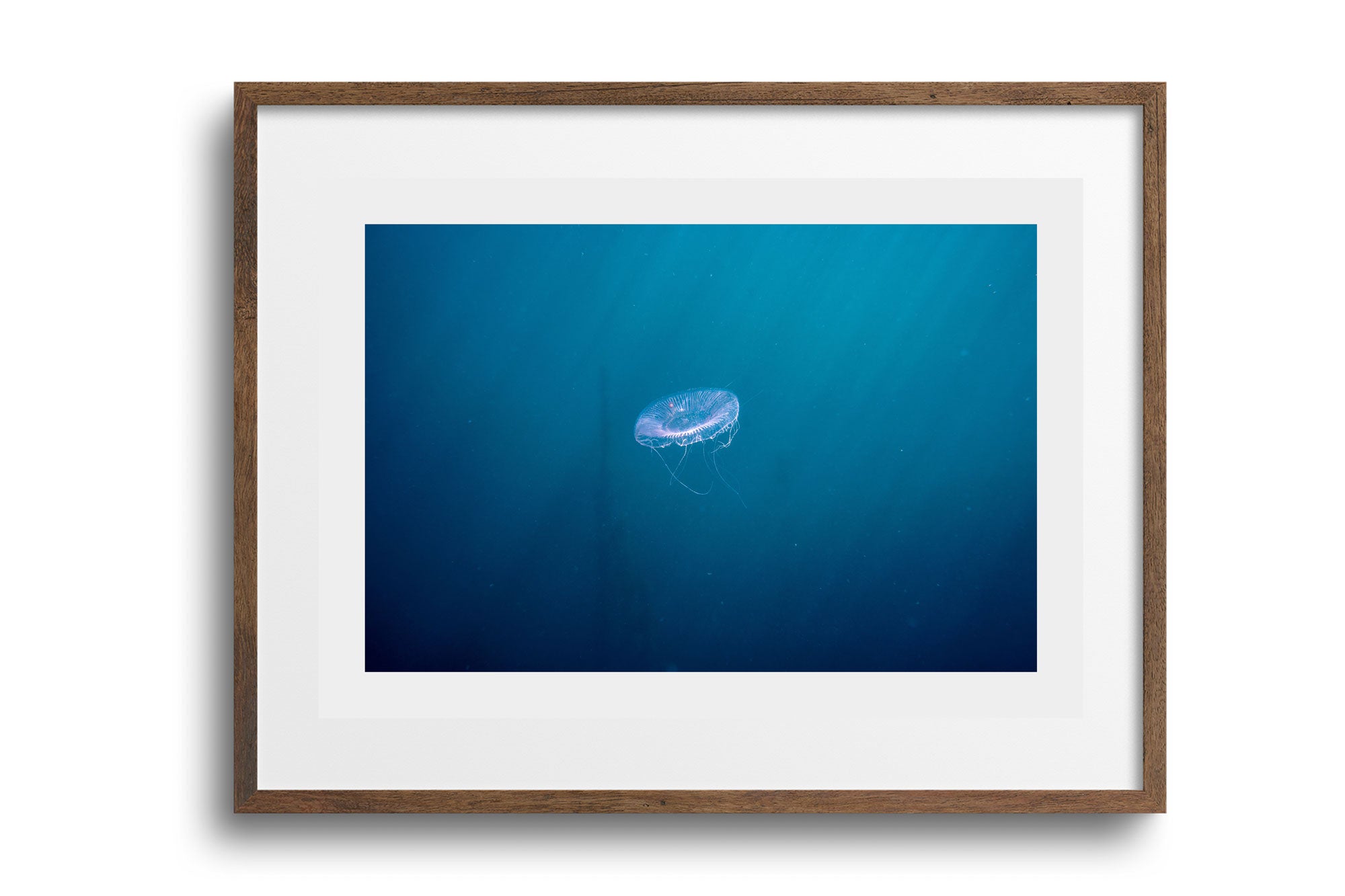 Crystal Jellyfish (Aequorea victoria)
