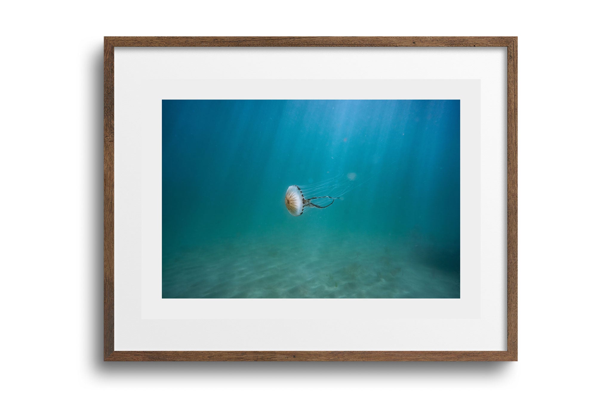 Compass Jellyfish (Chrysaora hysoscella)