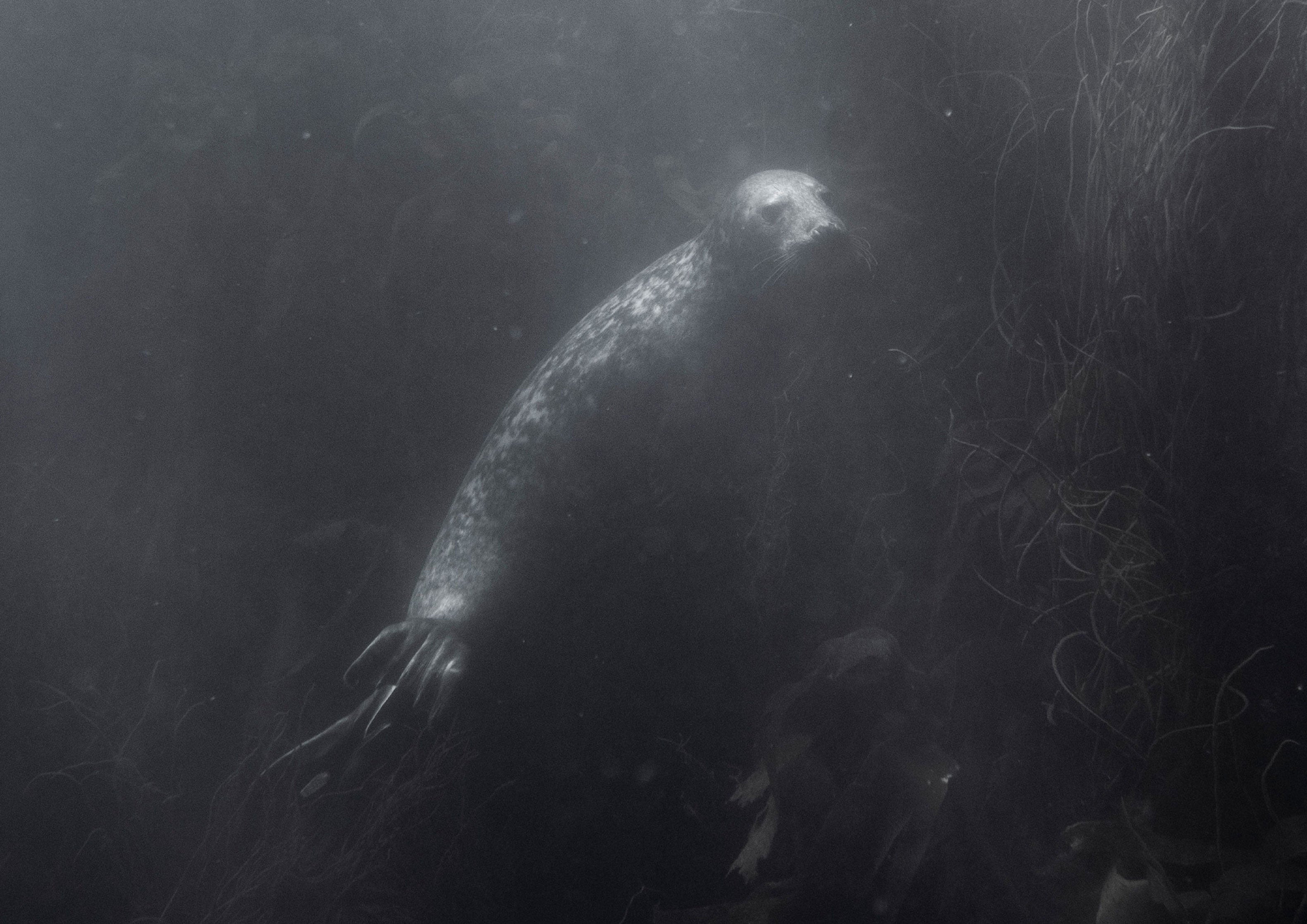Lonely Grey Seal (Halichoerus grypus), Cornwall
