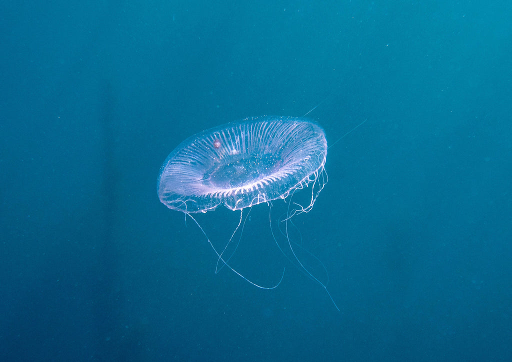 Crystal Jellyfish (Aequorea victoria)