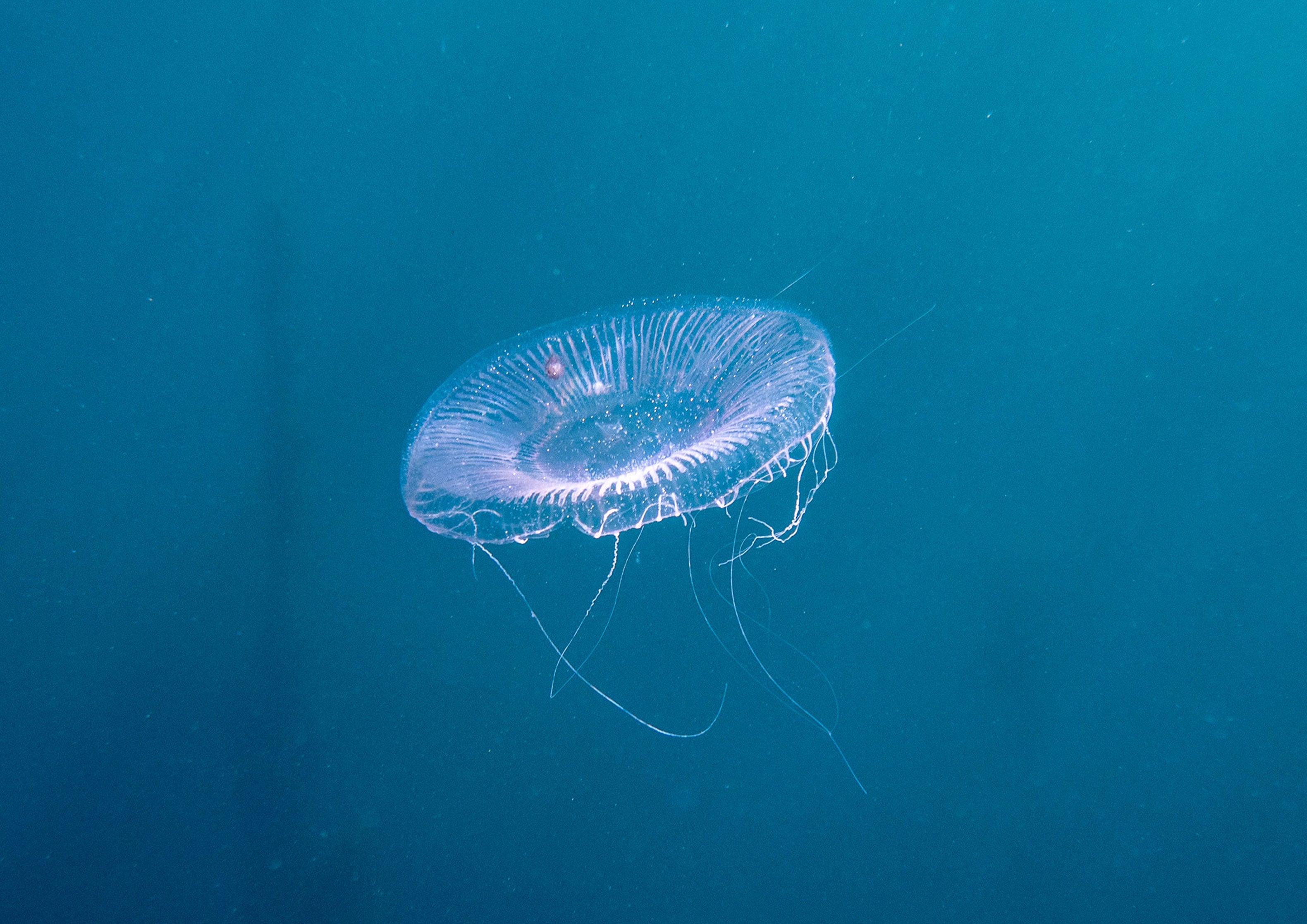 Crystal Jellyfish (Aequorea victoria)