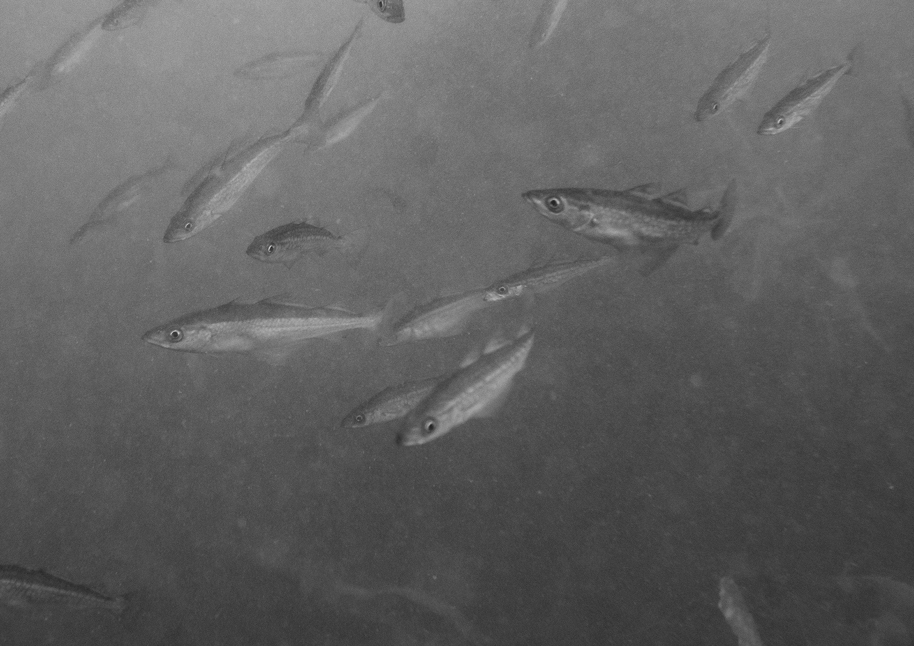 Shoal of Baby Pollock (Pollachius pollachius), Cornwall